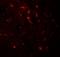 WW And C2 Domain Containing 1 antibody, LS-B12158, Lifespan Biosciences, Immunofluorescence image 