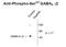 Gamma-Aminobutyric Acid Type A Receptor Gamma2 Subunit antibody, 50-269, ProSci, Western Blot image 