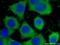 Lipase H antibody, 66303-1-Ig, Proteintech Group, Immunofluorescence image 