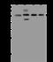Proteasome 26S Subunit, Non-ATPase 4 antibody, 200799-T46, Sino Biological, Western Blot image 