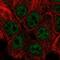 Snail Family Transcriptional Repressor 3 antibody, NBP2-58845, Novus Biologicals, Immunofluorescence image 