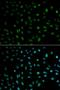 ELAV Like RNA Binding Protein 1 antibody, LS-C331579, Lifespan Biosciences, Immunofluorescence image 