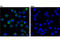 CD74 Molecule antibody, 77274S, Cell Signaling Technology, Immunofluorescence image 