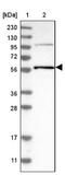 Tripartite Motif Containing 65 antibody, NBP1-86017, Novus Biologicals, Western Blot image 