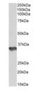 Heparan Sulfate-Glucosamine 3-Sulfotransferase 1 antibody, orb233626, Biorbyt, Western Blot image 