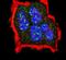 TSC Complex Subunit 2 antibody, PA5-12909, Invitrogen Antibodies, Immunofluorescence image 