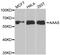 Aladin WD Repeat Nucleoporin antibody, abx004920, Abbexa, Western Blot image 