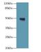 Tubulin Beta 1 Class VI antibody, LS-C397387, Lifespan Biosciences, Western Blot image 