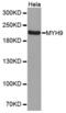 Myosin Heavy Chain 9 antibody, abx000580, Abbexa, Western Blot image 