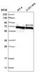 ATP-binding cassette sub-family E member 1 antibody, HPA036846, Atlas Antibodies, Western Blot image 