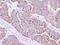 TAO Kinase 3 antibody, NBP1-32181, Novus Biologicals, Immunohistochemistry paraffin image 