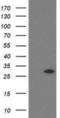 Suppressor Of Cytokine Signaling 3 antibody, NBP2-00817, Novus Biologicals, Western Blot image 