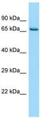 CysRS antibody, TA331742, Origene, Western Blot image 