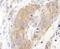Chaperonin Containing TCP1 Subunit 3 antibody, A303-458A, Bethyl Labs, Immunohistochemistry frozen image 