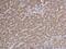 Prohibitin antibody, GTX113243, GeneTex, Immunohistochemistry paraffin image 