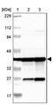 Mitochondrial Ribosomal Protein S22 antibody, PA5-52249, Invitrogen Antibodies, Western Blot image 