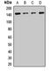 Symplekin antibody, LS-C668033, Lifespan Biosciences, Western Blot image 