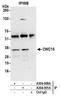 CWC15 Spliceosome Associated Protein Homolog antibody, A304-901A, Bethyl Labs, Immunoprecipitation image 