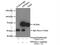 Protein Phosphatase 2 Scaffold Subunit Aalpha antibody, 15882-1-AP, Proteintech Group, Immunoprecipitation image 