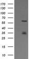 Polo Like Kinase 1 antibody, LS-C172325, Lifespan Biosciences, Western Blot image 