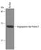 Angiopoietin Like 7 antibody, AF4960, R&D Systems, Western Blot image 