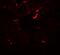 Vezatin, Adherens Junctions Transmembrane Protein antibody, PA5-72819, Invitrogen Antibodies, Immunofluorescence image 