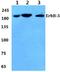 Erb-B2 Receptor Tyrosine Kinase 3 antibody, A00539S1285, Boster Biological Technology, Western Blot image 