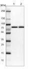 Retinoid-inducible serine carboxypeptidase antibody, NBP1-87127, Novus Biologicals, Western Blot image 