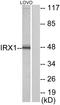 Iroquois Homeobox 1 antibody, LS-C118965, Lifespan Biosciences, Western Blot image 