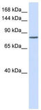 Protocadherin Alpha Subfamily C, 1 antibody, TA331053, Origene, Western Blot image 