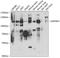 Mitogen-Activated Protein Kinase Kinase Kinase Kinase 3 antibody, A07188-1, Boster Biological Technology, Western Blot image 