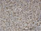 T-Box 3 antibody, LS-C133955, Lifespan Biosciences, Immunohistochemistry frozen image 