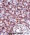 NLR Family Pyrin Domain Containing 12 antibody, abx027738, Abbexa, Immunohistochemistry frozen image 