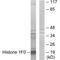 H1 Histone Family Member 0 antibody, A08821, Boster Biological Technology, Western Blot image 