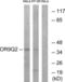 Olfactory Receptor Family 9 Subfamily Q Member 2 antibody, LS-C120929, Lifespan Biosciences, Western Blot image 