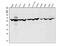 Dual specificity protein kinase CLK2 antibody, A05206-2, Boster Biological Technology, Western Blot image 