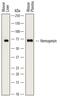 Hemopexin antibody, PA5-47891, Invitrogen Antibodies, Western Blot image 