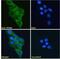 ATX2 antibody, NBP2-76807, Novus Biologicals, Immunofluorescence image 