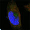 Sortilin Related Receptor 1 antibody, LS-C812783, Lifespan Biosciences, Immunofluorescence image 