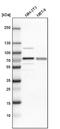 Insulin Like Growth Factor 2 MRNA Binding Protein 3 antibody, NBP1-84339, Novus Biologicals, Western Blot image 