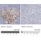 Minichromosome Maintenance Complex Component 7 antibody, NBP1-85721, Novus Biologicals, Immunohistochemistry paraffin image 