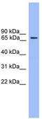 Rabphilin 3A antibody, TA342633, Origene, Western Blot image 