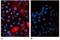 Beta-2-Microglobulin antibody, NBP1-44521, Novus Biologicals, Immunofluorescence image 