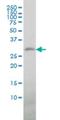 Triggering Receptor Expressed On Myeloid Cells 1 antibody, H00054210-M04, Novus Biologicals, Western Blot image 