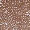 IQ Motif Containing D antibody, NBP2-48916, Novus Biologicals, Immunohistochemistry frozen image 