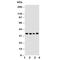 BUB3 Mitotic Checkpoint Protein antibody, R30729, NSJ Bioreagents, Western Blot image 