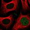 CAS1 Domain Containing 1 antibody, NBP1-91750, Novus Biologicals, Immunofluorescence image 