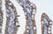 Paired Like Homeodomain 2 antibody, ARP35634_T100, Aviva Systems Biology, Immunohistochemistry frozen image 