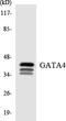GATA Binding Protein 4 antibody, LS-C291980, Lifespan Biosciences, Western Blot image 