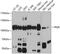 Polymeric Immunoglobulin Receptor antibody, 22-020, ProSci, Western Blot image 